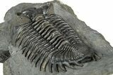 Bug-Eyed Coltraneia Trilobite Fossil - Ofaten, Morocco #355763-5